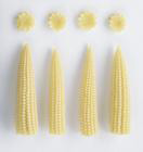 canned young corns|Canned Vegetables|